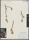Foto von Salix richardsonii Hook.